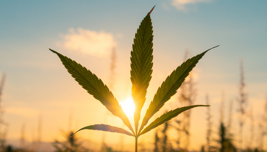 Cultivating Green: Navigating Sustainability in the Cannabis Industry